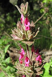 Salvia spathacea