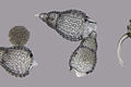 Polycystines (Retaria : Radiolaria)