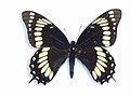 Jihoamerický otakárek Papilio scamander