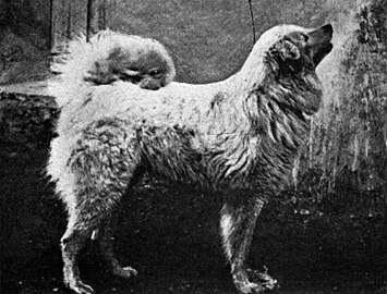 Sheepdog of the Abruzzes (about 1915)