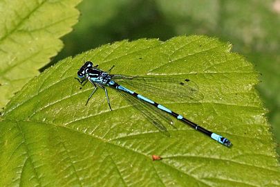 Male, shoulder stripe unbroken