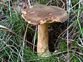 Boletus ferrugineus