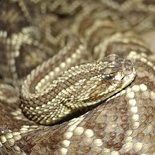 Crotalus durissus cumanensis