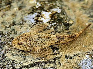 chabot commun (Cottus gobio).