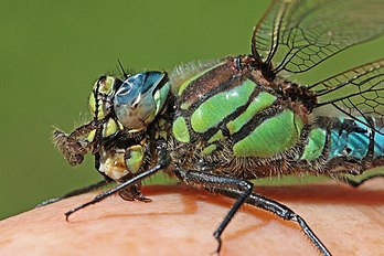 Libélula-peluda (Brachytron pratense), macho, comendo uma abelha. Turbera de Koigi, Saaremaa, Estônia. A libélula-peluda é nomeada por seu tórax peludo, distinguindo-se das demais. Vive em lagoas, lagos, pântanos, valas e canais ricos em vegetação. Esta libélula requer áreas abertas e ensolaradas com vegetação densa para proteção. Ali elas são capazes de se alimentar de insetos voadores, abrigar-se e amadurecer sexualmente. Como caçadoras típicas, a libélula-peluda ataca no ar insetos voadores. Em seguida, transporta sua comida para um poleiro adequado, onde pode comer e digerir. (definição 4 284 × 2 856)