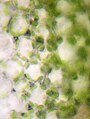 മതിൽനിര (പാലിസേഡ്) മെസോഫിൽ കോശങ്ങൾ (Palisade mesophyll cells)