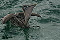 A pelican on water