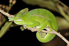 Description de l'image Petter's chameleon (Furcifer petteri) male Montagne d’Ambre.jpg.