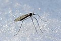 Зимние комары (Trichoceridae), 200 видов