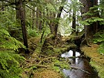 Windy Bay forest in Gwaii Haanas National Park Reserve.