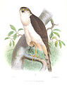 Accipiter chionogaster