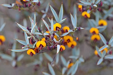 Daviesia nudiflora