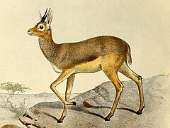 Antilope beira, illustration de Philip Lutley Sclater, 1894.