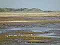 Morske ptice na otoku Nordseeinsel Juist