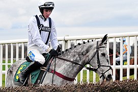 Photo d'un cheval gris sellé et harnaché, une carrière en arrière-plan.