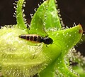 Palpomyiini caught by sticky hairs of penstemon