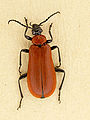 Nagy bíborbogár (Pyrochroinae)