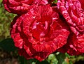 Red Intuition (Rose)