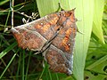 Ատամնաթև բվիկ (Scoliopteryx libatrix)