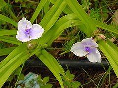 Tradescantia ×andersoniana