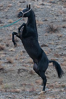 Cheval noir dressé sur ses membres postérieurs, vu de profil.