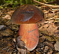 Flockenstieliger Hexen-Röhrling (Boletus erythropus)