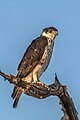 African hawk-eagle