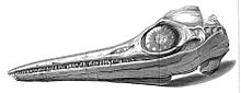 איור של איכתיוזאורוס שנימצא על ידי ג'וזף ומרי אנינג