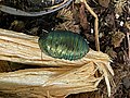 Emerald cockroach