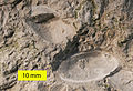 Image 4The large ostracod Herrmannina from the Silurian (Ludlow) Soeginina Beds (Paadla Formation) on eastern Saaremaa Island, Estonia (from Ostracod)