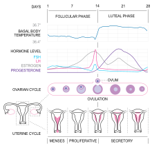 Normala menstrua ciklo