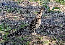 A roadrunner named Kevin