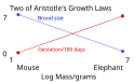 Two of Aristotle's growth laws, on brood size and gestation