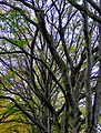 Гілки дерев у Конарах, Польща
