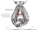 Üroogenital sistem damarları içten görünümü.