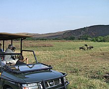 Photographie montrant des personnes à bord d'un véhicule tout terrain en train de photographier des buffles d'Afrique au loin.