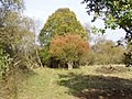 Herbst in der Lahnaue bei Sterzhausen