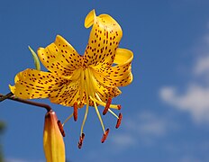 An ornamental lily hybrid known as Lilium 'Citronella'[101]