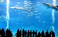 Two Whale Sharks at the Okinawa Churaumi Aquarium