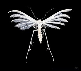 Pterophorus pentadactylus