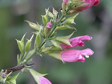 Salvia karwinskii