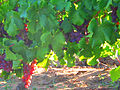 Pokok Anggur di Afrika Selatan.