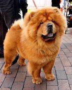 Rosso Chow Chow