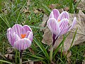 Fehér-lila csíkos sáfrányvirágok (Crocus sp.)