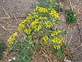 Barkleyanthus salicifolius