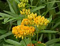 Yellow flowers