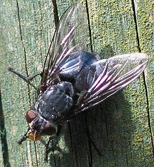 Calliphora spec.jpg