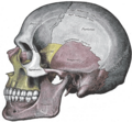 Cranio in norma laterale sinistra. Lo sfenoide è colorato in giallo, ed è osservabile nella fossa temporale. Da non confondere con l'osso mascellare, anch'esso colorato in giallo ma situato anteriormente.