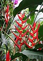 Heliconia angusta, Heliconiaceae