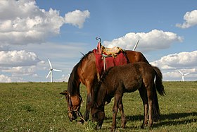 Jument et poulain en Mongolie-Intérieure.